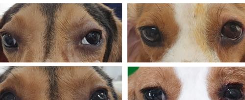 宠物犬为何会出现红眼情况（解析狗狗红眼的原因及应对方法）