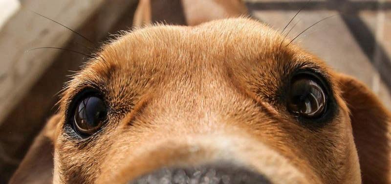 宠物犬为何会出现红眼情况（解析狗狗红眼的原因及应对方法）