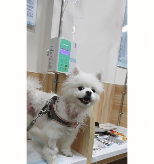 如何准确诊断狗胰腺炎（宠物疾病防控指南）