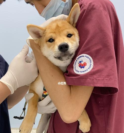 如何确保宠物狗的健康——打针是必不可少的（狗狗打针的重要性和注意事项）