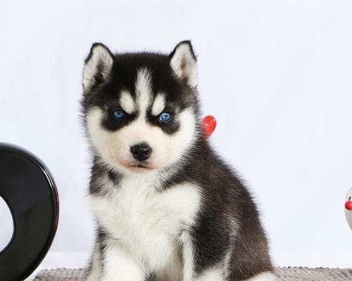 哈士奇幼犬该如何选择狗粮（了解宠物营养需求）