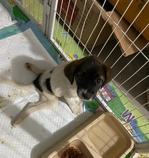 宠物狗的突然死亡事件，我们该如何应对（孩子爱犬的离世让家人心痛）