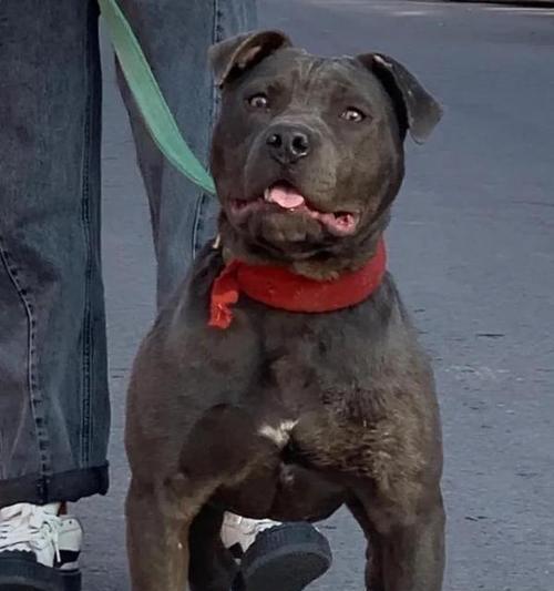 如何挑选一只优秀的比特犬作为宠物？