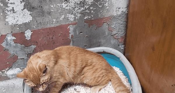 宠物小猫拉粑粑的正确方法（如何帮助小猫顺利拉粑粑）