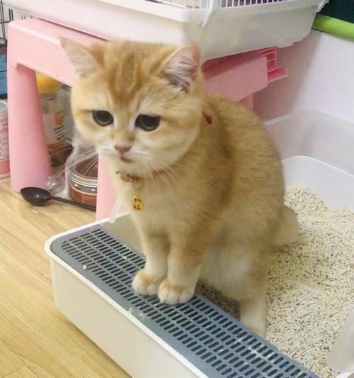 宠物小猫拉粑粑的正确方法（如何帮助小猫顺利拉粑粑）