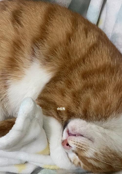 宠物小猫拉粑粑的正确方法（如何帮助小猫顺利拉粑粑）