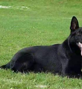 探秘黑狼犬幼犬的特征（宠物爱好者必知的幼犬魅力）