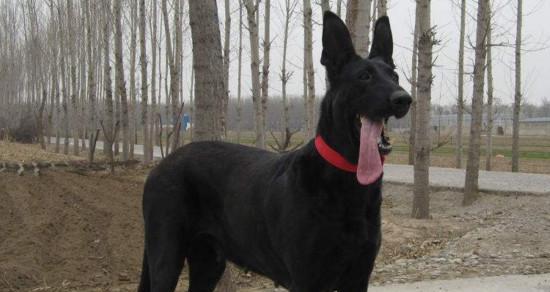 探秘黑狼犬幼犬的特征（宠物爱好者必知的幼犬魅力）