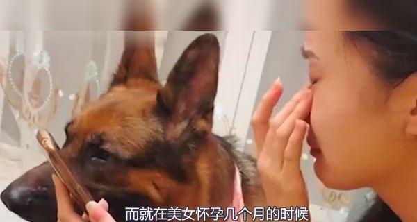 怀孕的宠物狗何时进行B超检查（宠物狗B超检查的重要性与注意事项）