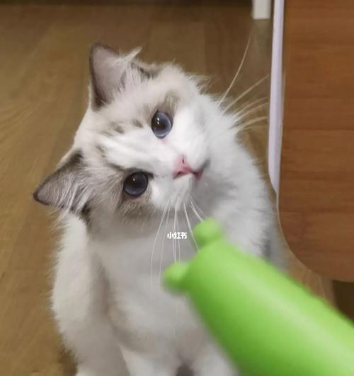 怀孕猫咪呕吐应对方法（了解原因）