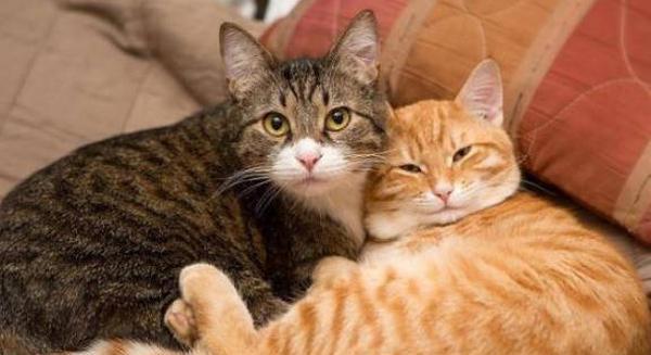 猫咪夜不归宿，你知道为什么吗（家猫晚上不睡觉的原因及解决方法）