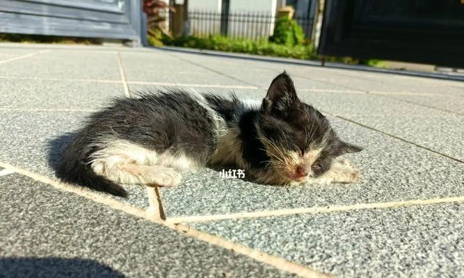 捡到小猫怎么养（从喂养、洗澡到疾病预防）