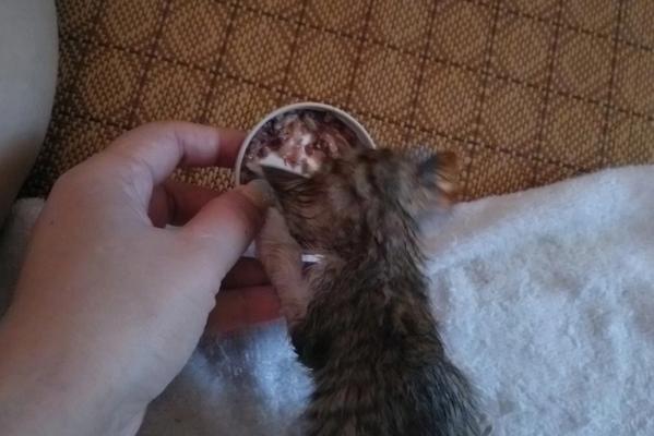 捡到小猫怎么养（从喂养、洗澡到疾病预防）