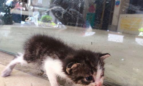捡到小猫怎么养（从喂养、洗澡到疾病预防）