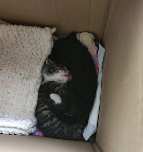 拾得小猫回家的善举（一次偶然的宠物救助行动）