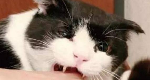 宠物猫咪竟然得了狂犬病（小猫狂犬病的症状）