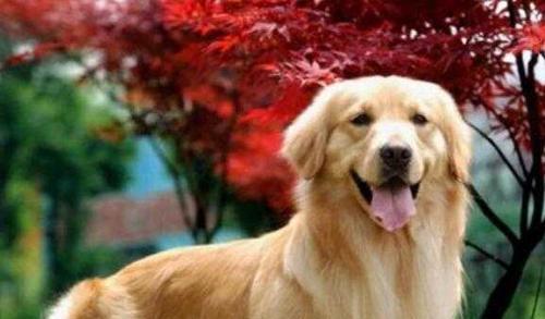 喂养金毛犬必须知道的秘密（以狗粮为主）