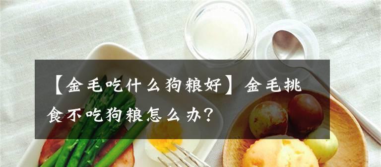喂养金毛犬必须知道的秘密（以狗粮为主）