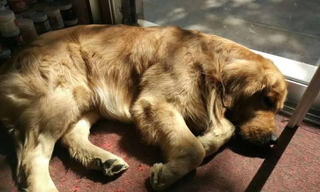 如何治疗患有犬瘟热的金毛宠物（金毛宠物感染犬瘟热的原因和症状）