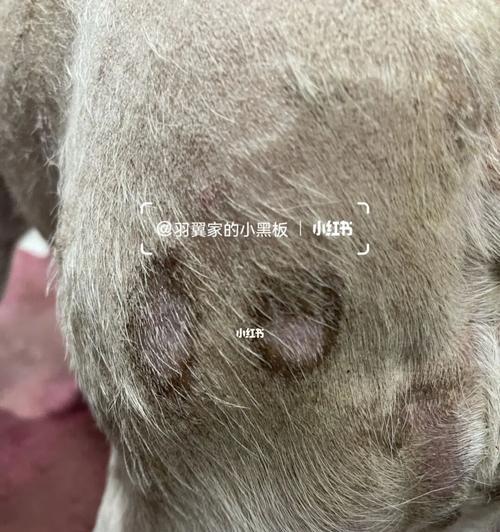 如何治疗金毛狗得螨虫贴吧（宠物护理指南）