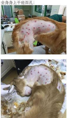 金毛狗怀孕一个月如何补充营养（详解宠物金毛狗怀孕期间所需的营养品及食物）
