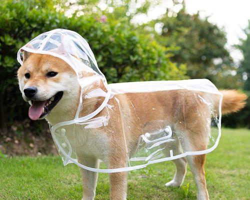 金毛狗皮上流水之谜