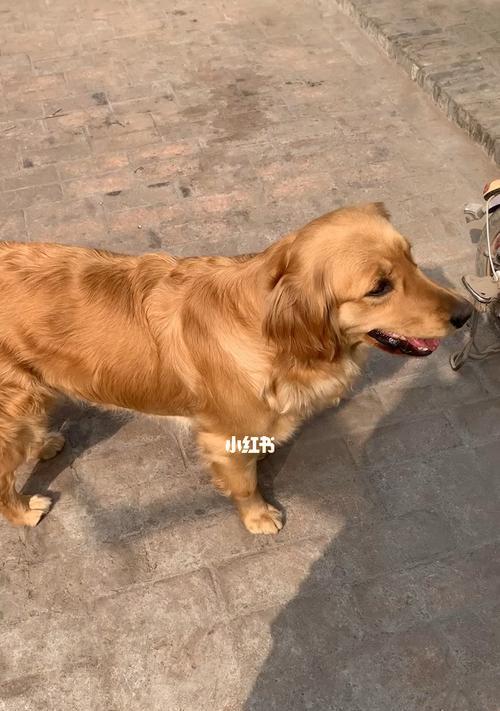 金毛犬是否可以一直吃狗粮（以宠物为主）