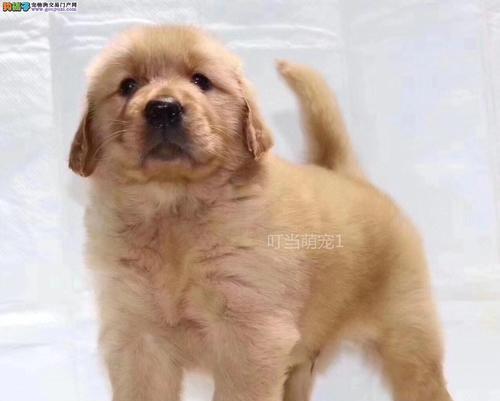如何正确喂养金毛犬（金毛犬的饮食需要注意什么）