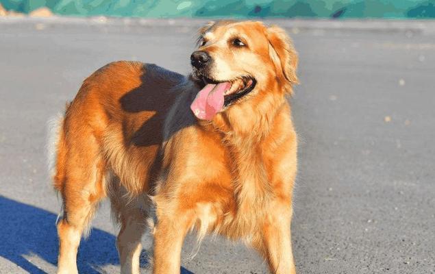如何正确喂养金毛犬（金毛犬的饮食需要注意什么）