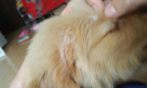 金毛犬嘎达病（了解嘎达病的预防和治疗方式）