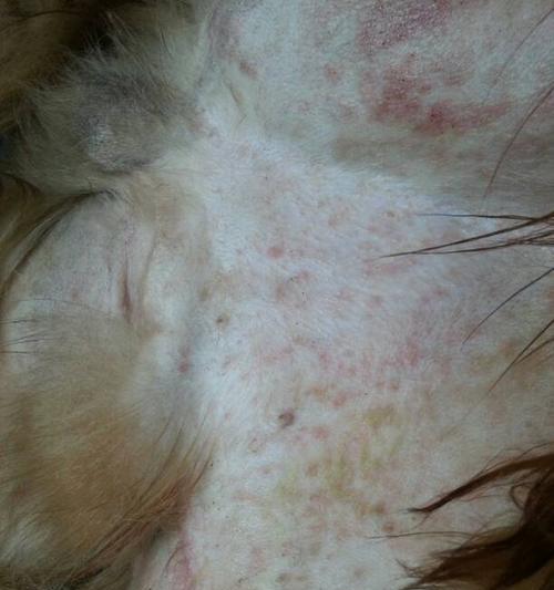 金毛犬嘎达病（了解嘎达病的预防和治疗方式）
