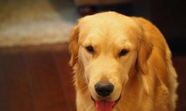 金毛犬为什么会频繁呕吐（探究呕吐原因）