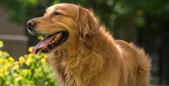 金毛犬瘟咳嗽怎么办（宠物健康不能忽视！——以金毛犬为例）