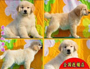 金毛犬的饮食需求（以宠物为主）