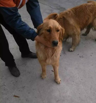 金毛犬的饮食需求（以宠物为主）