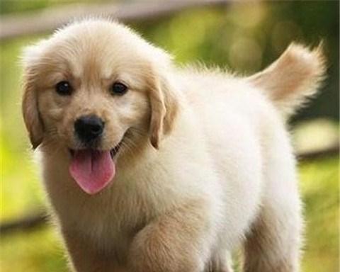 金毛犬的缺点（宠物爱好者必读）