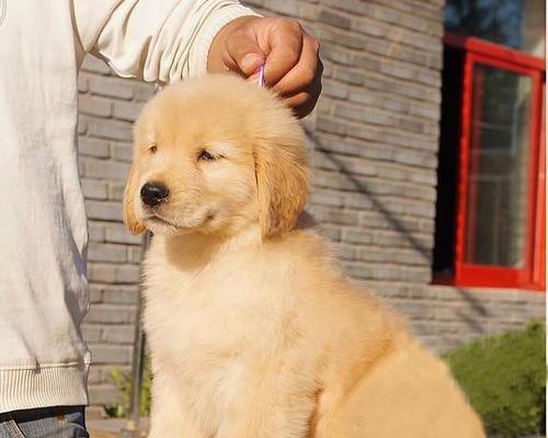 金毛犬的缺点（宠物爱好者必读）