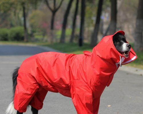 如何处理金毛犬幼犬拉稀（宠物健康的必要知识）