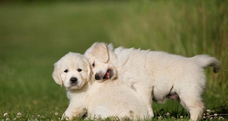 如何处理金毛犬幼犬拉稀（宠物健康的必要知识）