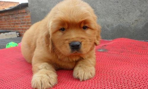 金毛犬不停在狗窝叫怎么办（以宠物为主）