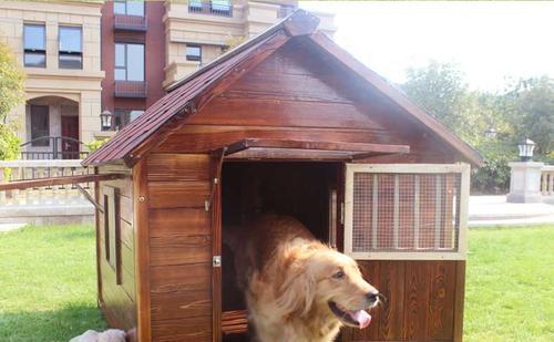金毛犬不停在狗窝叫怎么办（以宠物为主）