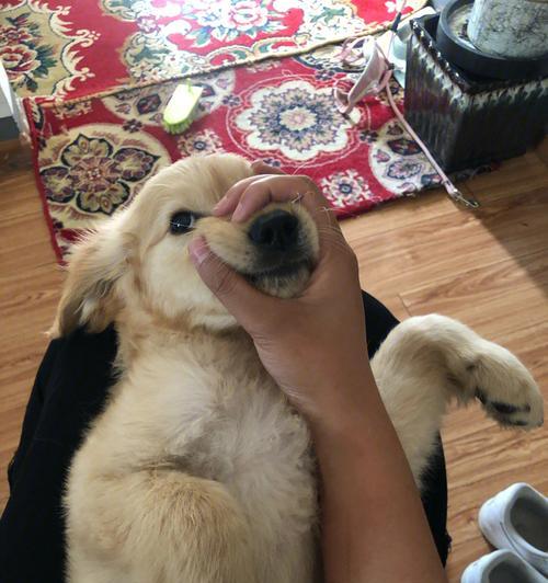 金毛犬不掉毛的秘密（揭秘金毛犬不掉毛的原因与养护技巧）