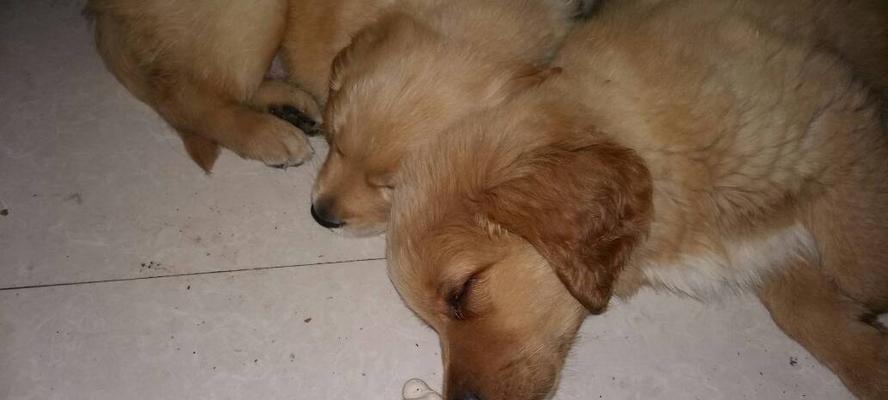 金毛犬不掉毛的秘密（揭秘金毛犬不掉毛的原因与养护技巧）