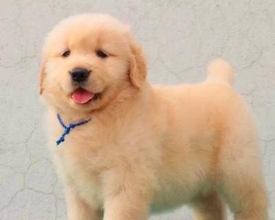 金毛小狗呕吐虫子怎么办（应对金毛小狗呕吐虫子的正确方法）