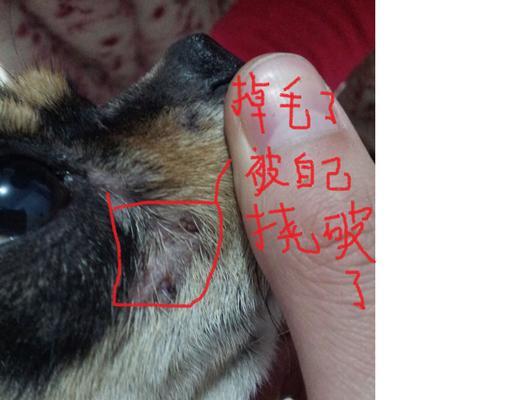 金毛小狗呕吐虫子怎么办（应对金毛小狗呕吐虫子的正确方法）