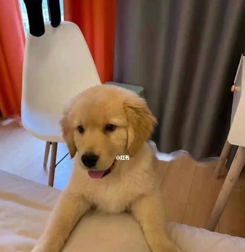 金毛幼犬换毛期的饮食指南（以宠物为主）