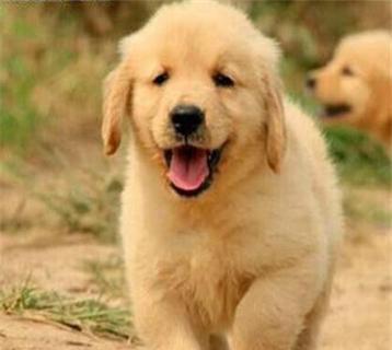 金毛幼犬换毛期的饮食指南（以宠物为主）