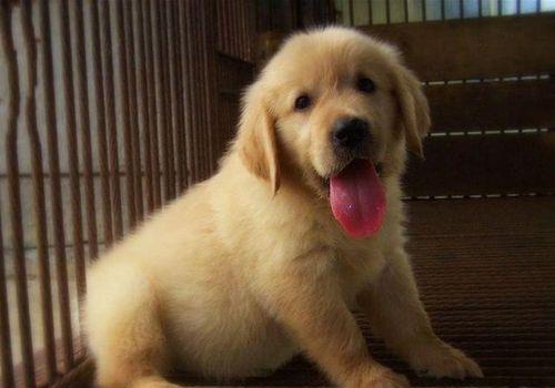 金毛幼犬前腿发抖（宠物爱好者必看）