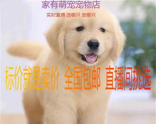 如何妥善处理金毛幼犬的死亡情况（以宠物为主）