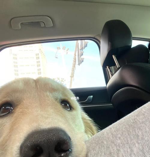 金毛幼犬晕车怎么办（宠物出行必备知识）